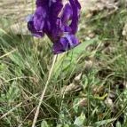 Pákozdi Pagony Vadaspark és Arborétum Pákozd - Egyéb