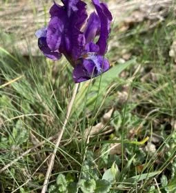 Pákozdi Pagony Vadaspark és Arborétum