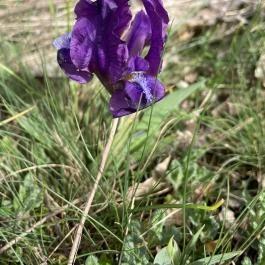 Pákozdi Pagony Vadaspark és Arborétum, Pákozd - Egyéb