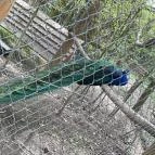 Pákozdi Pagony Vadaspark és Arborétum Pákozd - Egyéb