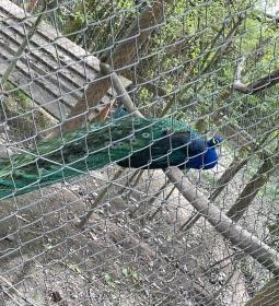 Pákozdi Pagony Vadaspark és Arborétum