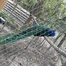 Pákozdi Pagony Vadaspark és Arborétum, Pákozd - Egyéb