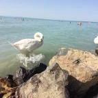 Siófok Szabadstrand - Ezüstpart Siófok - 