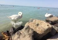 Siófok Szabadstrand - Ezüstpart Siófok