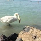 Siófok Szabadstrand - Ezüstpart Siófok - 