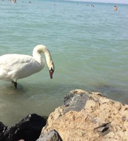 Siófok Szabadstrand - Ezüstpart