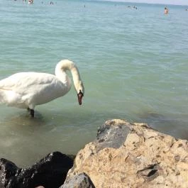 Siófok Szabadstrand - Ezüstpart Siófok - Egyéb