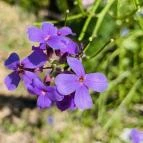 Soproni Botanikus Kert Sopron - Egyéb