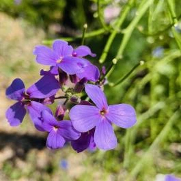 Soproni Botanikus Kert , Sopron - Egyéb