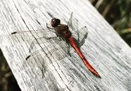 Sóstó Székesfehérvár