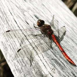 Sóstó, Székesfehérvár - Egyéb