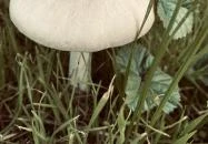 Sóstó Székesfehérvár