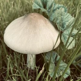 Sóstó, Székesfehérvár - Egyéb