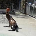 Sóstó Zoo - Nyíregyházi Állatpark Nyíregyháza - 