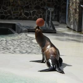 Sóstó Zoo - Nyíregyházi Állatpark, Nyíregyháza - 