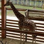 Sóstó Zoo - Nyíregyházi Állatpark Nyíregyháza - 