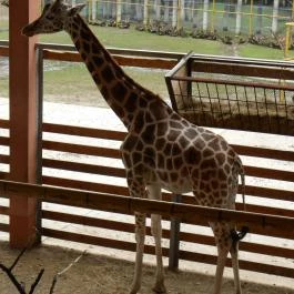 Sóstó Zoo - Nyíregyházi Állatpark, Nyíregyháza - 