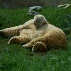 Sóstó Zoo - Nyíregyházi Állatpark Nyíregyháza - 