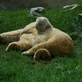 Sóstó Zoo - Nyíregyházi Állatpark, Nyíregyháza - 