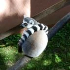 Sóstó Zoo - Nyíregyházi Állatpark Nyíregyháza - 