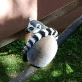 Sóstó Zoo - Nyíregyházi Állatpark, Nyíregyháza - 