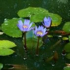 Sóstó Zoo - Nyíregyházi Állatpark Nyíregyháza - 