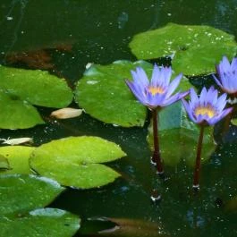 Sóstó Zoo - Nyíregyházi Állatpark, Nyíregyháza - 