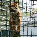 Sóstó Zoo - Nyíregyházi Állatpark Nyíregyháza - 