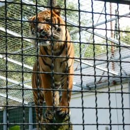 Sóstó Zoo - Nyíregyházi Állatpark, Nyíregyháza - 