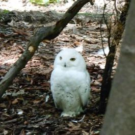 Sóstó Zoo - Nyíregyházi Állatpark, Nyíregyháza - 