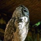 Sóstó Zoo - Nyíregyházi Állatpark Nyíregyháza - 