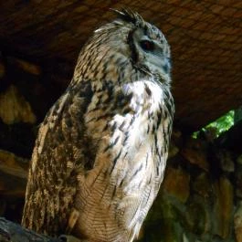 Sóstó Zoo - Nyíregyházi Állatpark, Nyíregyháza - 