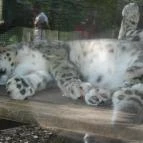 Sóstó Zoo - Nyíregyházi Állatpark Nyíregyháza - 