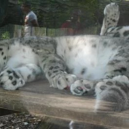 Sóstó Zoo - Nyíregyházi Állatpark, Nyíregyháza - 