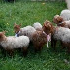 Szabadtéri Néprajzi Múzeum Szentendre - 