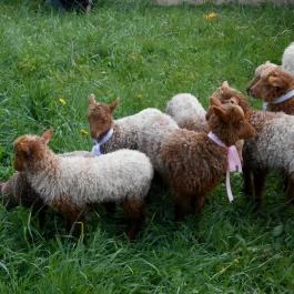 Szabadtéri Néprajzi Múzeum Szentendre - Egyéb