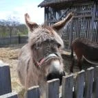 Szabadtéri Néprajzi Múzeum Szentendre - 