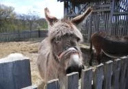 Szabadtéri Néprajzi Múzeum Szentendre