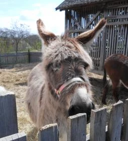 Szabadtéri Néprajzi Múzeum