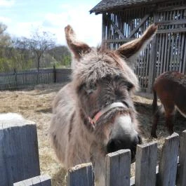 Szabadtéri Néprajzi Múzeum Szentendre - Egyéb