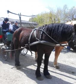 Szabadtéri Néprajzi Múzeum