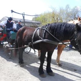 Szabadtéri Néprajzi Múzeum Szentendre - Egyéb
