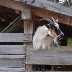 Szabadtéri Néprajzi Múzeum Szentendre - 