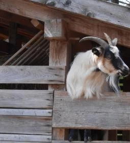 Szabadtéri Néprajzi Múzeum