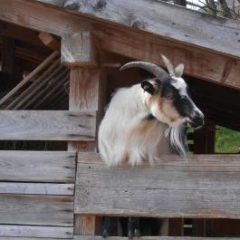 Szabadtéri Néprajzi Múzeum Szentendre - Egyéb