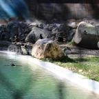 Szegedi Vadaspark Szeged - 