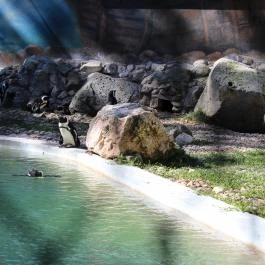 Szegedi Vadaspark Szeged - Egyéb