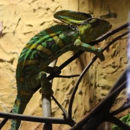 Szegedi Vadaspark Szeged - Egyéb