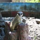 Szegedi Vadaspark Szeged - 