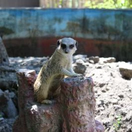 Szegedi Vadaspark Szeged - Egyéb